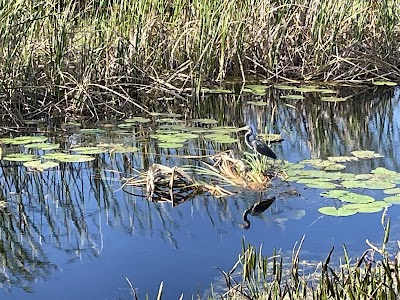 Arthur R. Marshall Loxahatchee National Wildlife Refuge